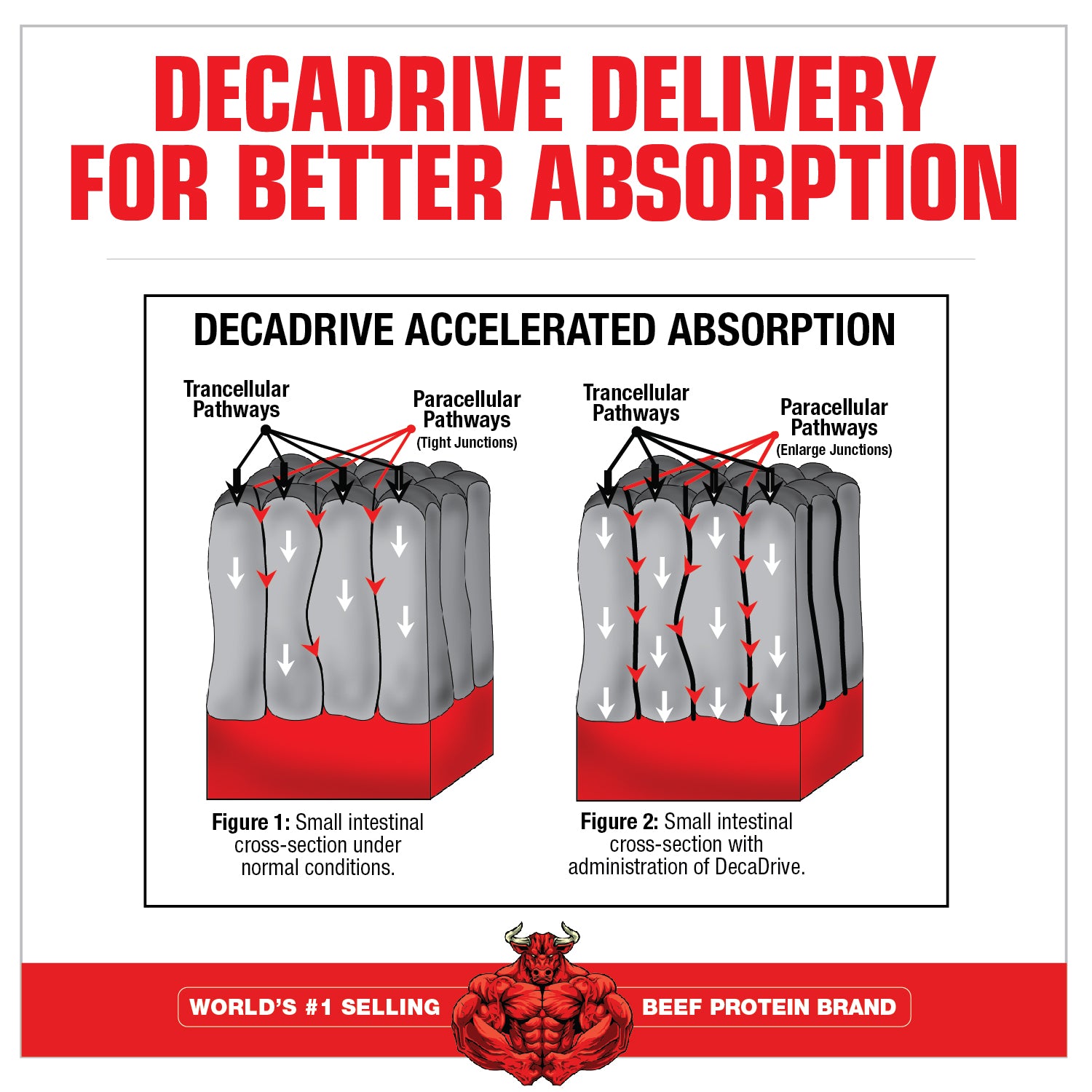 Creatine Decanate - Muscle Builder