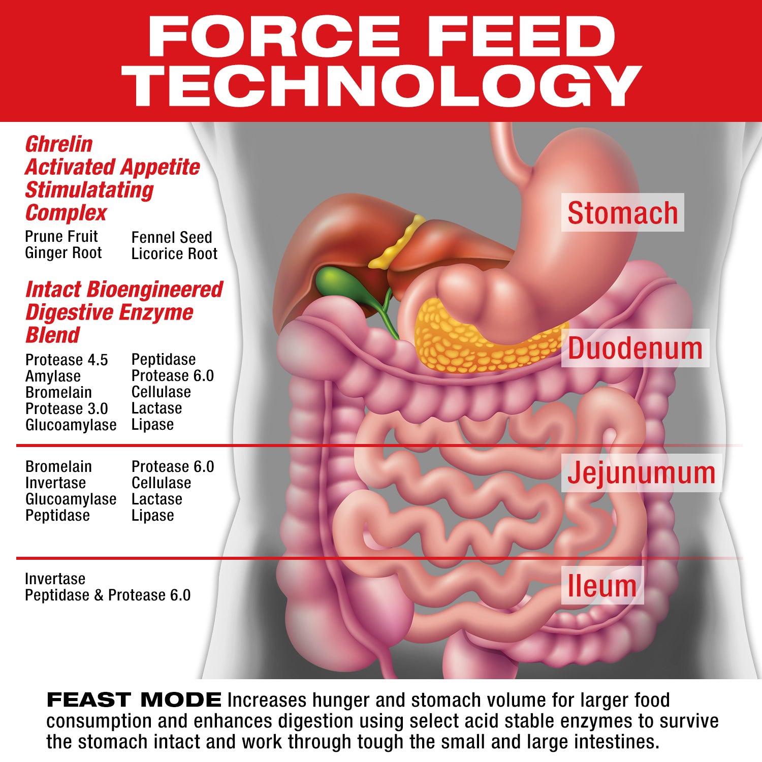 Feast Mode - Appetite Stimulant